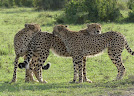 Shaba National Reserve