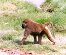 Buffalo Springs National Reserve