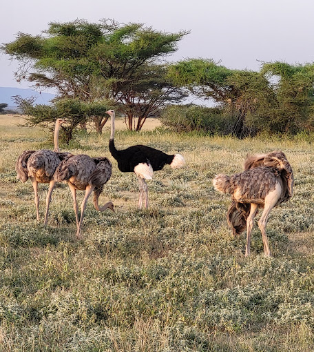 Buffalo Springs National Reserve