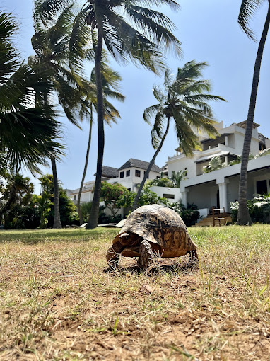 Peponi Hotel Lamu – Kenya