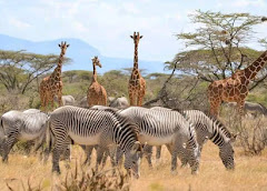 Shaba National Reserve
