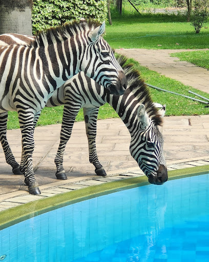 Lake Naivasha Simba Lodge